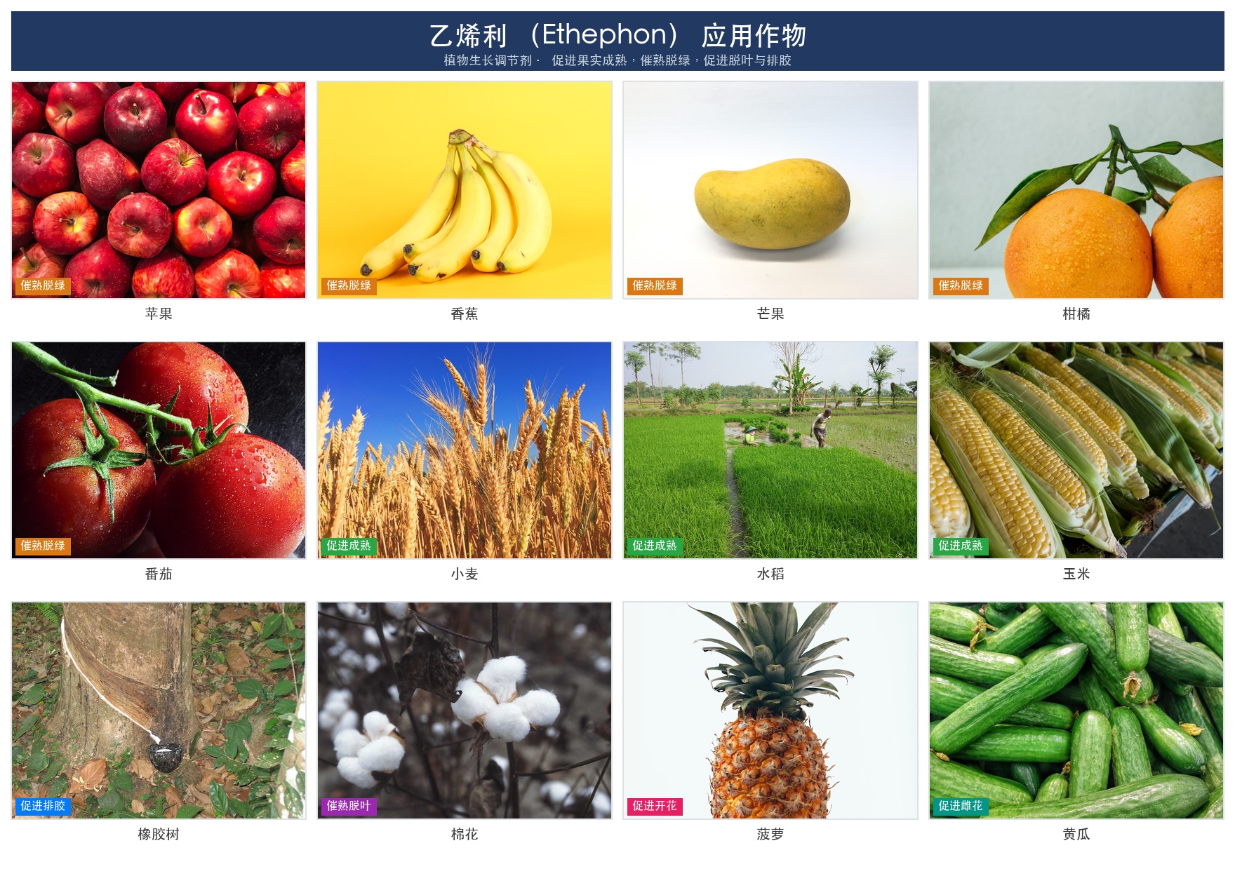 乙烯利应用作物示意