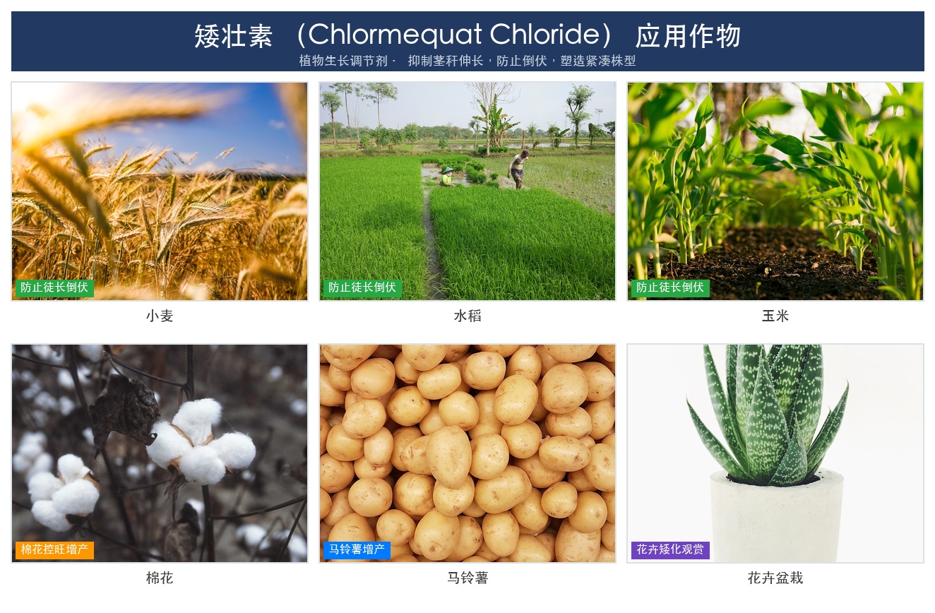 矮壮素应用作物示意
